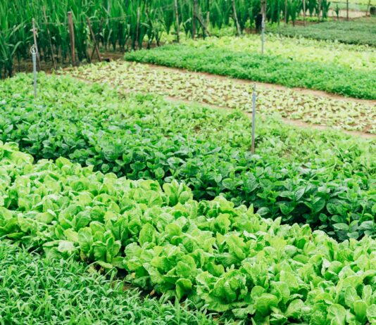 농식품 신산업 이끌 인재 양성 본격…스마트농업 등 285억 지원