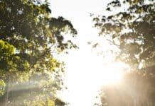 봄 햇살 아래 걷기, 자연 속에서의 재생과 평화 person carrying backpack walking in road beside trees