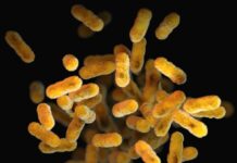 유산균, 이제는 맞춤형 시대…MZ세대의 장 건강 집착 a close up of a bunch of small yellow things