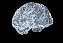 “뇌 건강 시대, 우리 일상에서 실천하는 똑똑한 루틴은?” a close up of a human brain on a black background