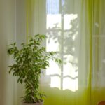 일상 속에서 만나는 웰니스 문화, 새로운 건강 트렌드와 실천 팁 green plant near white window curtain